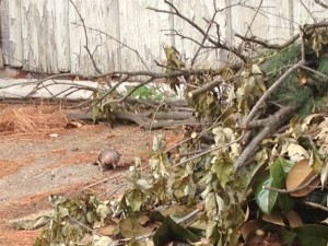 woodpecker in backyard