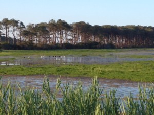 marsh (2)