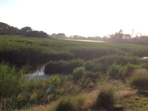 marsh