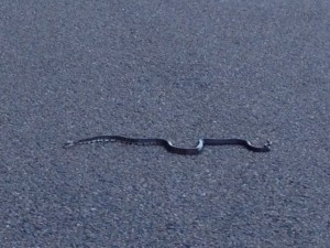 snake