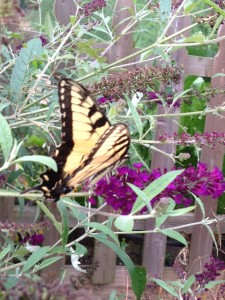 Eastern Tiger Swallowtail, photo by CGIOS