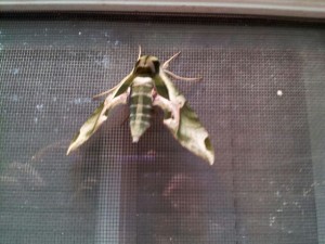 sphinx moth
