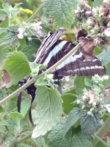 Zebra Swallowtail on the Maryland Heights Trail, photo by CGIOS